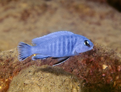 Pseudotropheus perspicax 'Ruarwe'